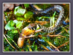 Ringelnatter fängt Teichmolch am Gartenteich
