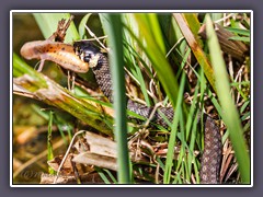 Ringelnatter und Teichmolch