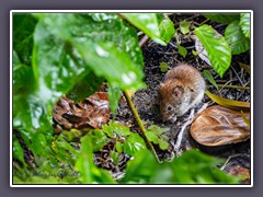 Rötelmaus - Myodes glareolus