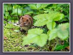 Rötelmaus auch Waldwühlmaus genannt