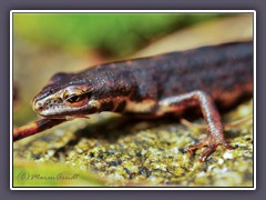 Teichmolch - Familie der echten Salamander