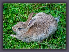 Wildkaninchen - Oryctolagus cuniculus