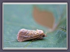 Ampferwurzelbohrer Männchen  - Triodia sylvina
