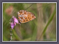 Schmetterling des Jahres 2013 Sumpfwiesen Perlmuttfalter - Boloria selene