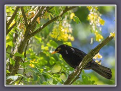 Amsel - oder Schwarzdrossel - Turdus merula