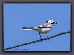 Bachstelze - Motacilla alba