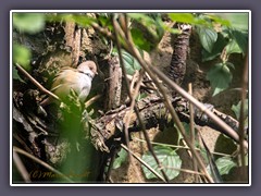 Bartmeise -Panurus biarmicus