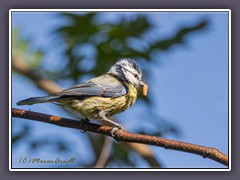 Blaumeise - eine der bekannstesten Meisen