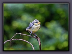 Blaumeise - Jungvogel