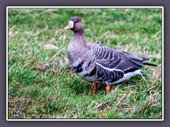 Blässgans - Anser albifrons