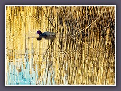 Blässhuhn - Fulica atra