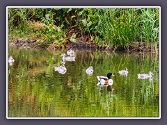 Brandgänse - Tadorna tadorna
