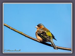 Buchfink - Fringilla coelebs