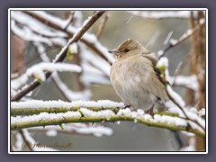 Buchfink - Weibchen
