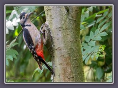 Buntspecht - Dendrocopos major