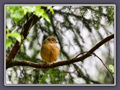 Dompfaff - Jungvogel