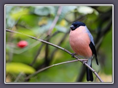 Dompfaff - Männchen