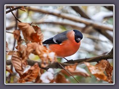 Dompfaff - Pyrrhula pyrrhula