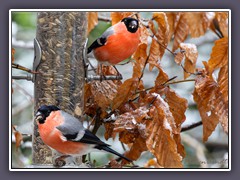 Dompfaff oder Gimpel