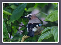 Eichelhäher - Garrulus glandarius
