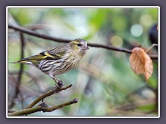 Erlenzeisig - Weibchen