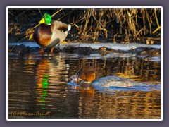 Gänsesägerweibchen mit Beute
