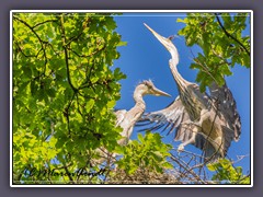 Graureiher - Jungvögel