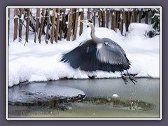 Graureiher auch Fischreiher genannt
