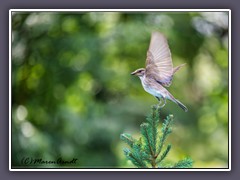 Grauschnäpper - Muscicapa striata