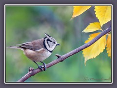 Haubenmeise - Lophophanes cristatus 