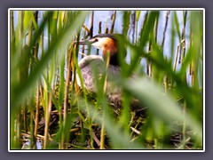 Haubentaucher - Podiceps cristatus