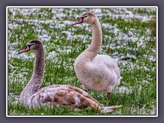 Höckerschwäne - Cygnus olor