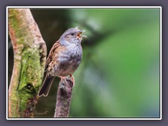 Heckenbraunelle  - Prunella modularis