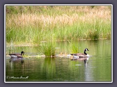 Kanadagänse - Branta canadensis