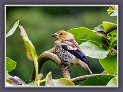 Kernbeisser - Jungvogel