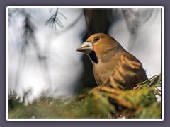 Kernbesser - Coccothraustes coccothraustes