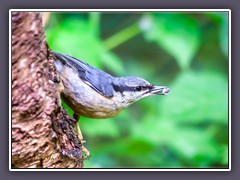 Kleiber - Sitta europaea