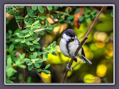 Kohlmeise - Jungvogel