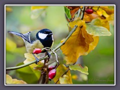 Kohlmeise - Parus major