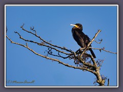 Kormoran - Phalacrocorax carbo