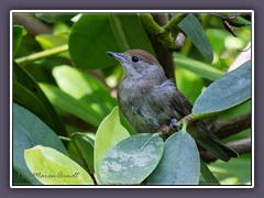 Mönchsgrasmücke - Jungvogel