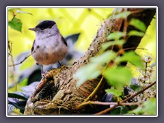 Mönchsgrasmücke - Sylvia atricapilla - Männchen