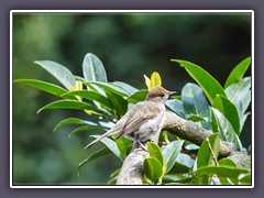 Mönchsgrasmücke - Weibchen