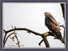 Mäusebussard - Buteo buteo
