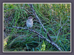 Neuntöter - Jungvogel