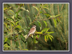 Neuntöter - Weibchen
