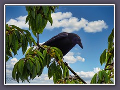 Rabenkrähe - Corvus corone