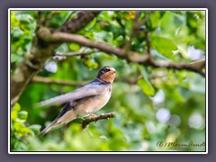 Rauchschwalbe - Jungvogel