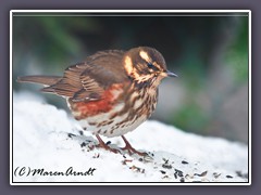 Rotdrossel - Turdus iliacus Wintergast