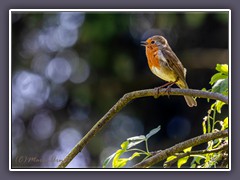 Rotkehlchen - Erithacus rubecula